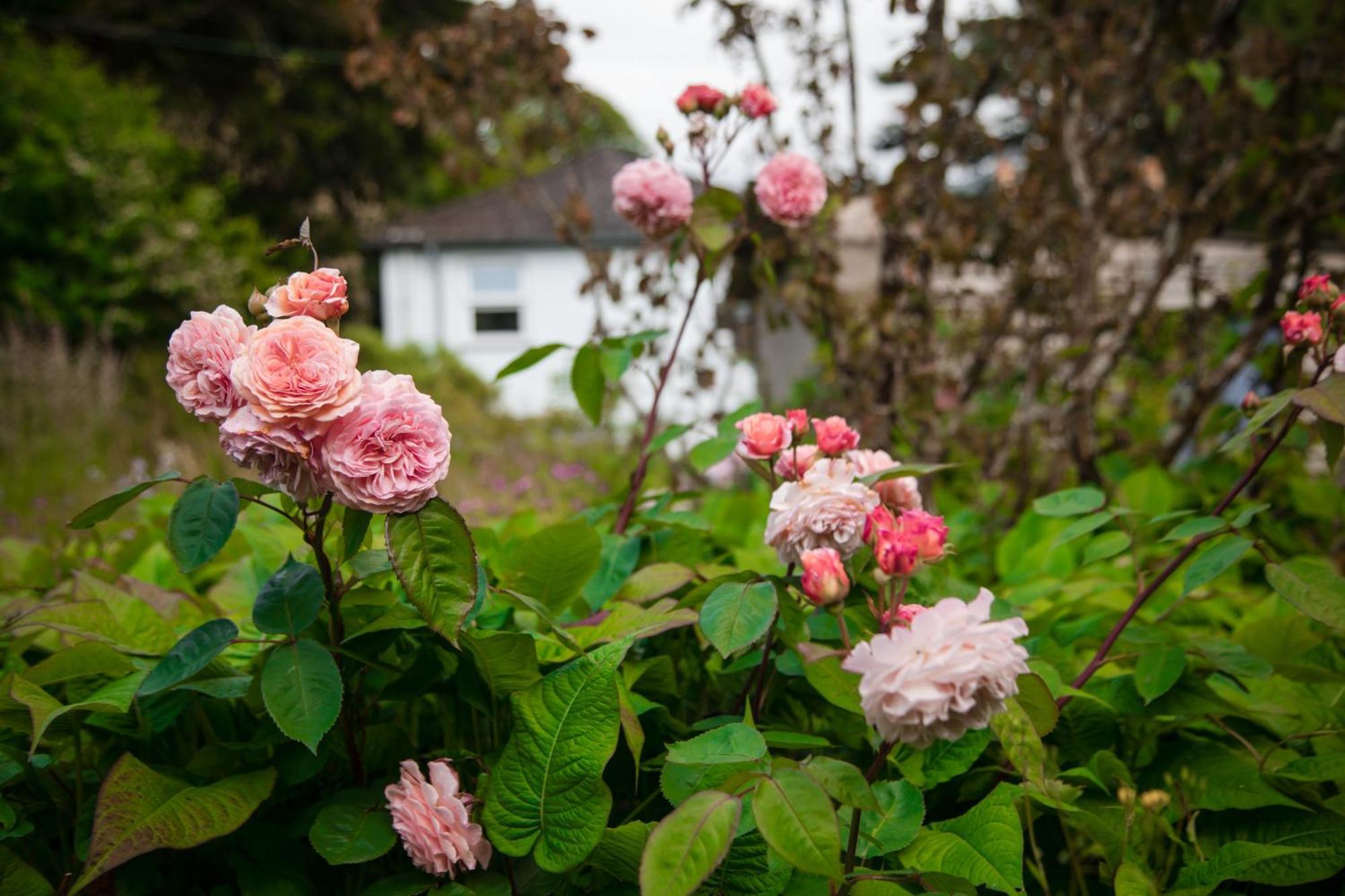 Nantlle Trigonos - Quiet, Peaceful, Vegetarian B&B And Retreat Centre المظهر الخارجي الصورة